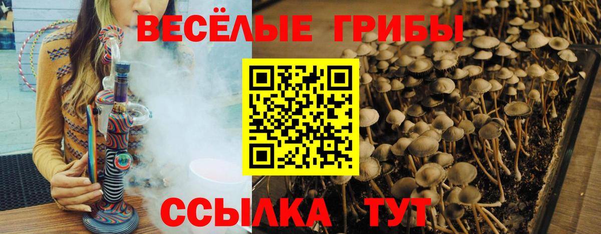 Гусев  Галлюциногенные грибы Psilocybine cubensis  Вход с VPN 